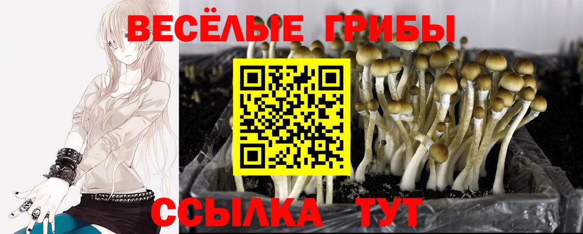 цена наркотик  Вход с VPN  Хасавюрт  Псилоцибиновые грибы ЛСД  Галлюциногенные грибы мицелий 